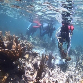 Cancún: Rescatan corales tras el impacto de la tormenta Cristóbal
