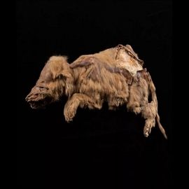 La momia de lobo de 57.000 años revela varios de sus secretos | Fotos