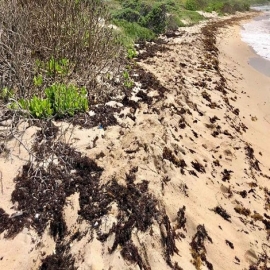 Chetumal: Asociación busca voluntarios para monitorear tortugas en Mahahual