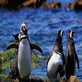 ¿Por qué el Departamento de Estado de EE. UU. compró glándulas pineales de pingüino congeladas a Argentina?