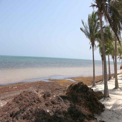 Cancún: Gran cantidad de sargazo invade el litoral de Quintana Roo