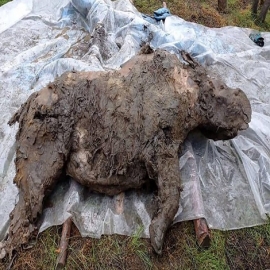 Hallan un rinoceronte lanudo bien conservado, que estuvo congelado en el permafrost de Siberia durante al menos 20.000 años (VIDEO, FOTOS)