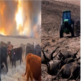 Los incendios forestales de Texas causan ‘pérdidas catastróficas’ en los rebaños de ganado: ‘los agricultores y ganaderos lo están perdiendo todo’