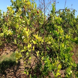 Chetumal: Dragón sigue “devorando” los plantíos de cítricos