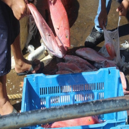Te cobran "mero" y te dan "liebre": revelan engaño de pescaderías y restaurantes en Mérida
