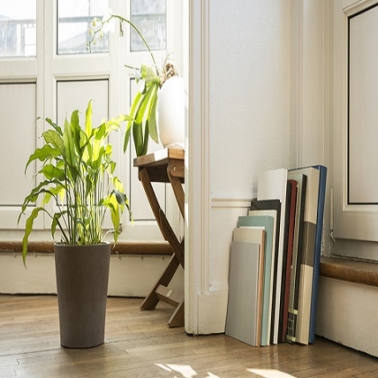 Las plantas que debes tener en casa, según el Feng Shui