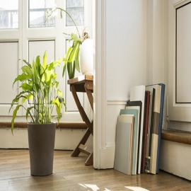 Las plantas que debes tener en casa, según el Feng Shui