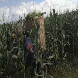Lluvias en Chetumal no han afectado, sino beneficiado producción de maíz elotero