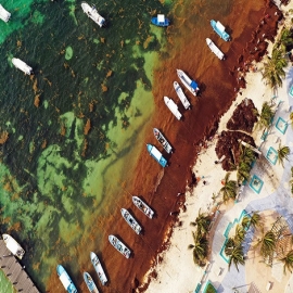 Así es el sargazo, el alga que tiene a las playas de México 'con el agua al cuello'